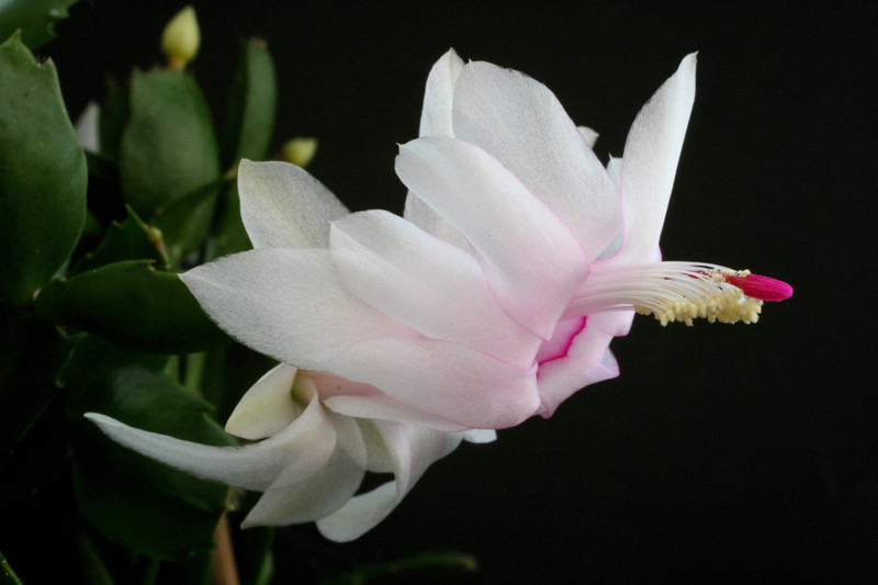 schlumbergera gina 5856