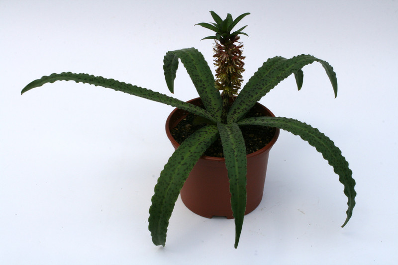 eucomis vandermerwei 2463