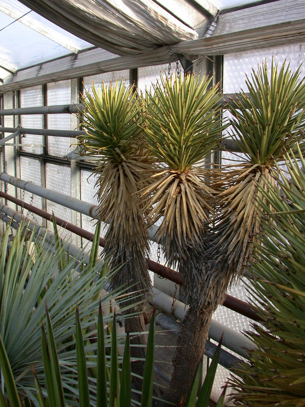 yucca brevifolia 01