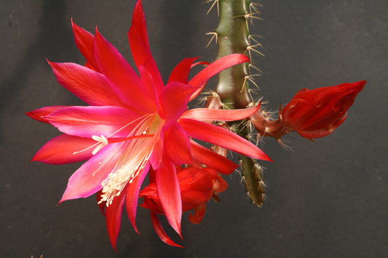 aporocactus lucifer paetz 0273