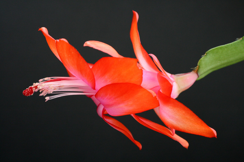 schlumbergera orange devil 5900
