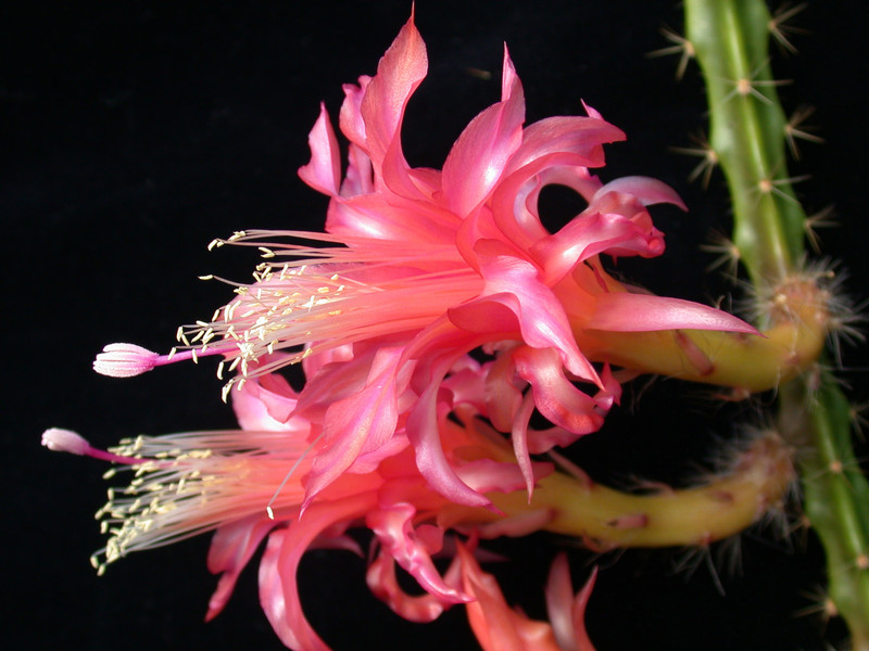 aporocactus tempel fire 04