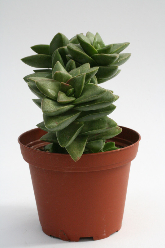 crassula cv springtime 0226