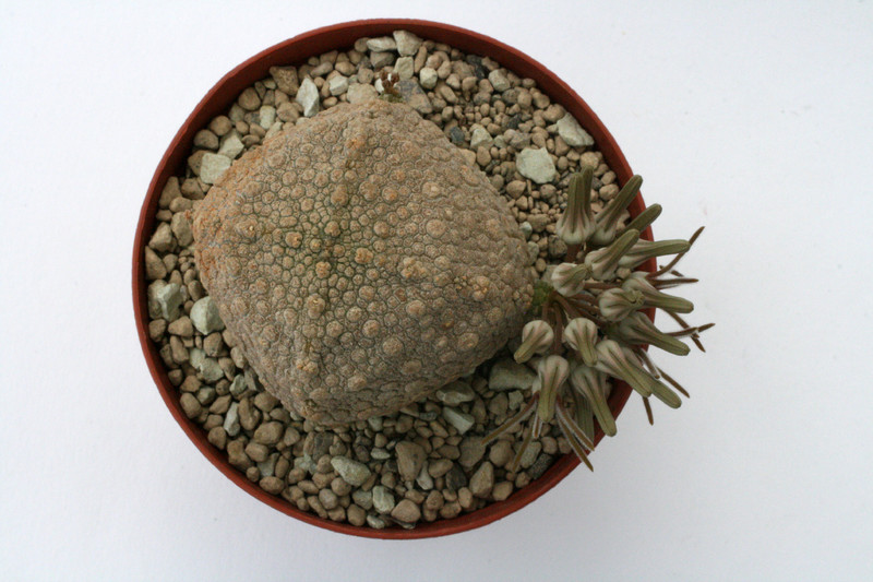 pseudolithos cubiformis 9829