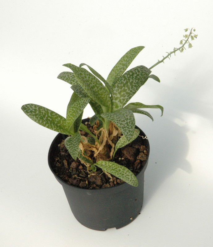 ledebouria volubilis 02