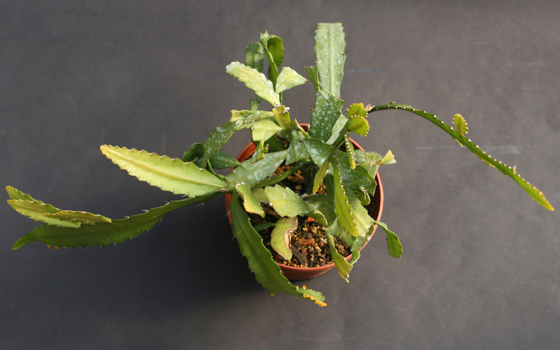 lepismium myagawe 0393