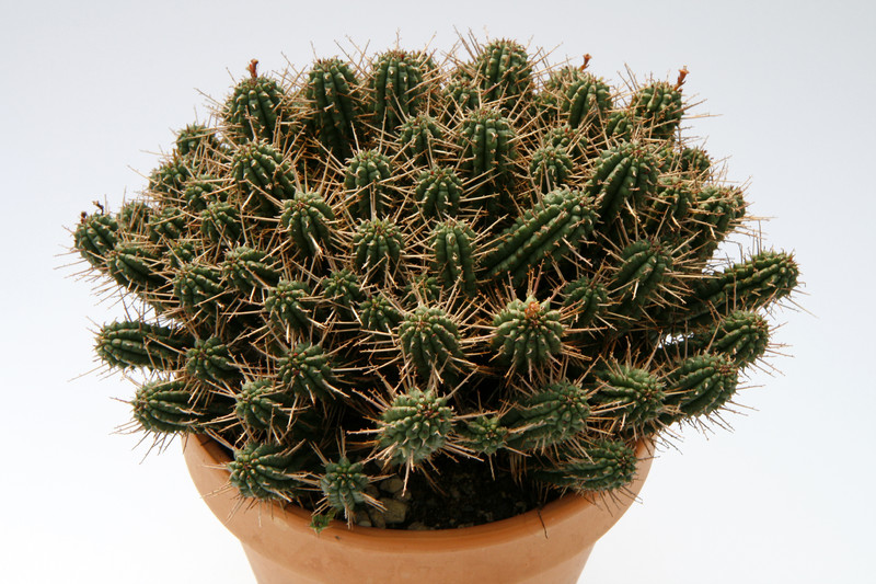 euphorbia submammillaris 7859