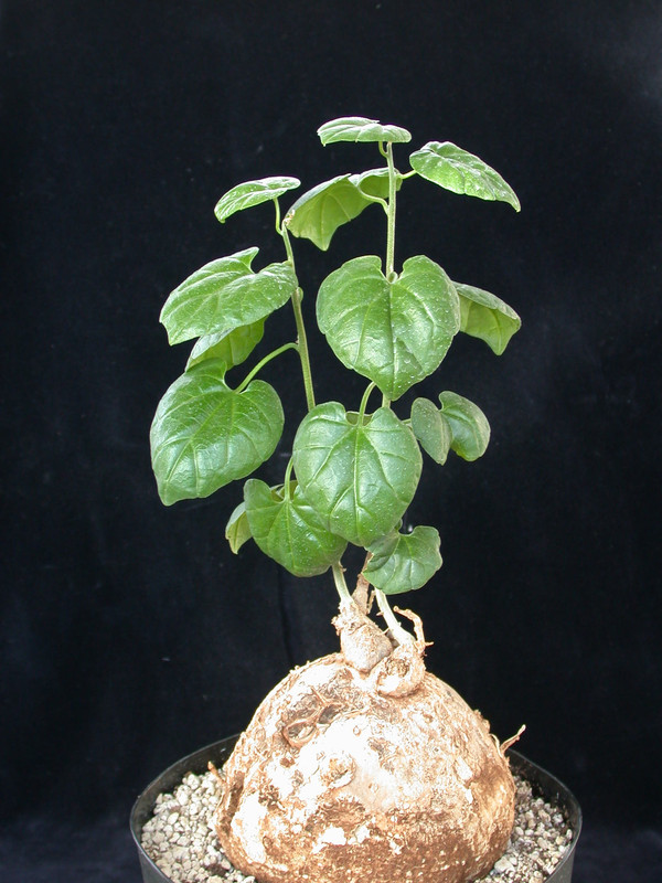 pyrenacantha malvifolia 02