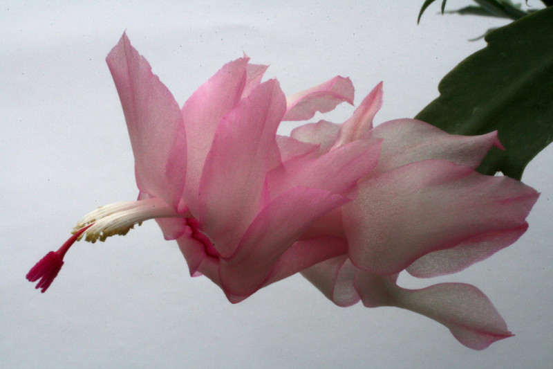 schlumbergera pastel 6392