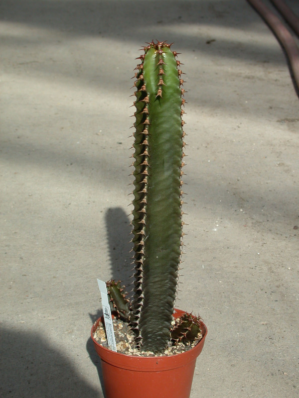 euphorbia canariensis 01