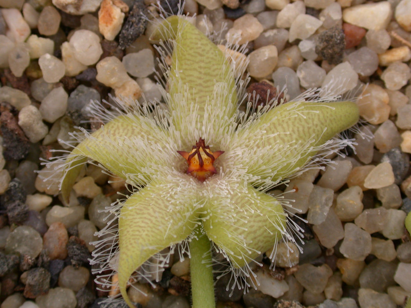 stapelia glanduliflora clanwilliam03