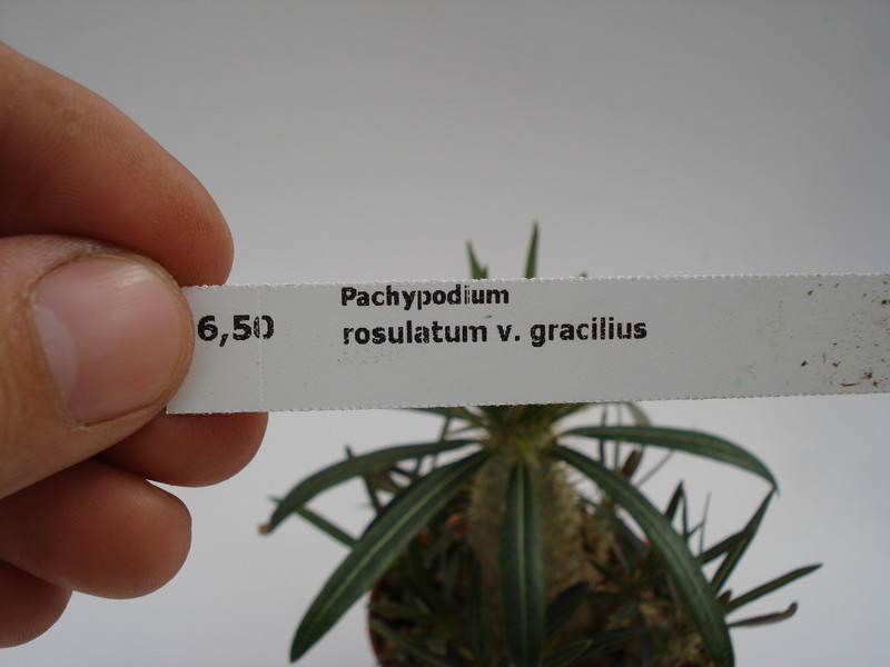 pachypodium rosulatum gracilius 737
