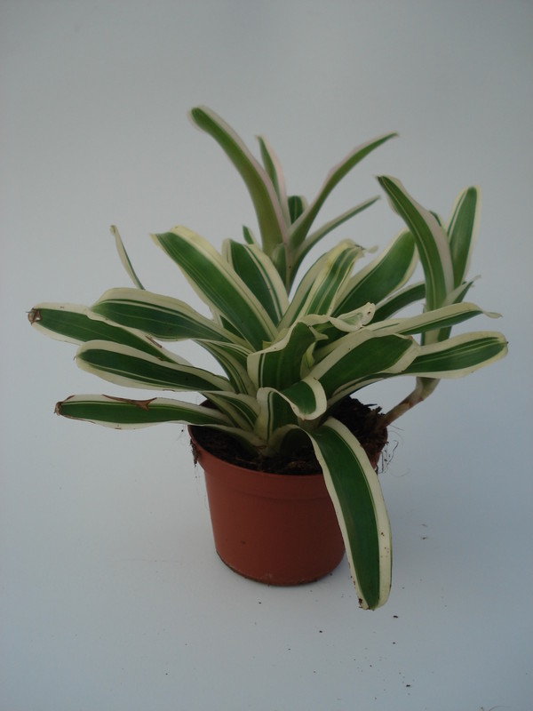 neoregelia schultesiana pink 4584