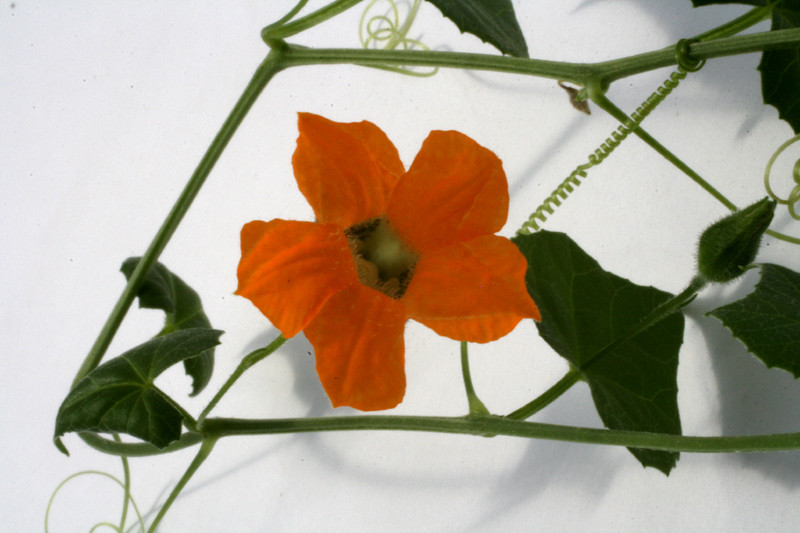 momordica boivinii 2469