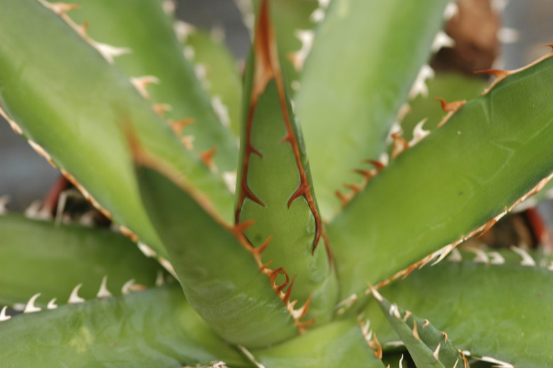 agave horrida 8661