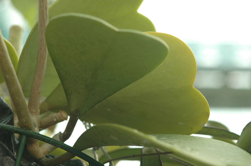 hoya kerrii 02