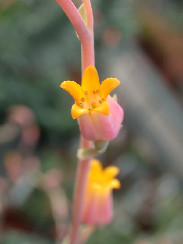 echeveria halbingeri 9979