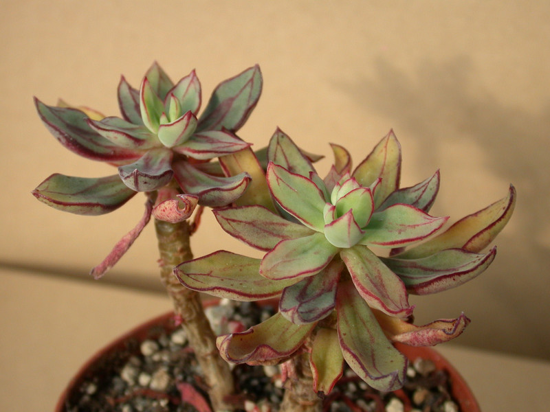 echeveria nodulosa 02