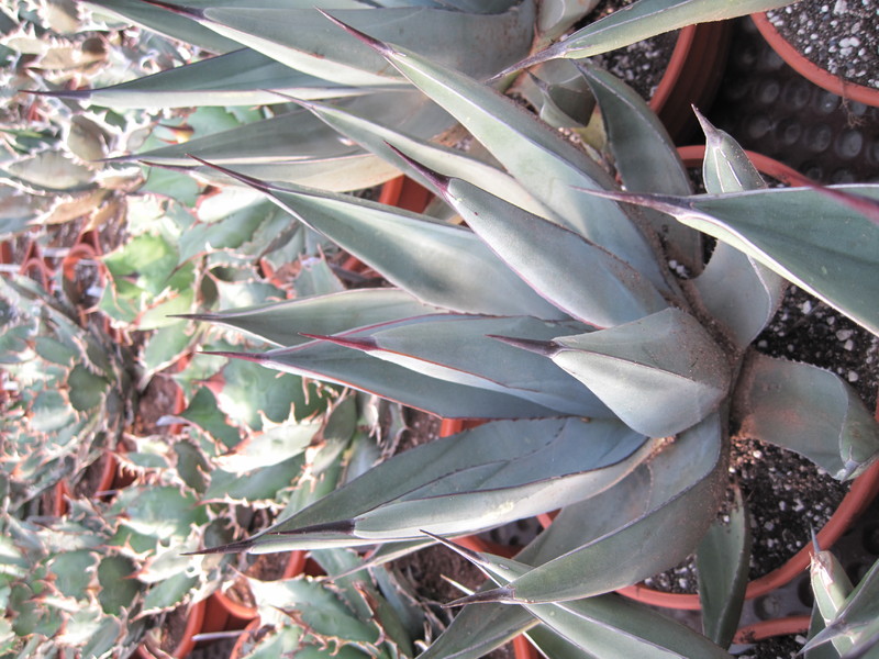 agave nigra 043