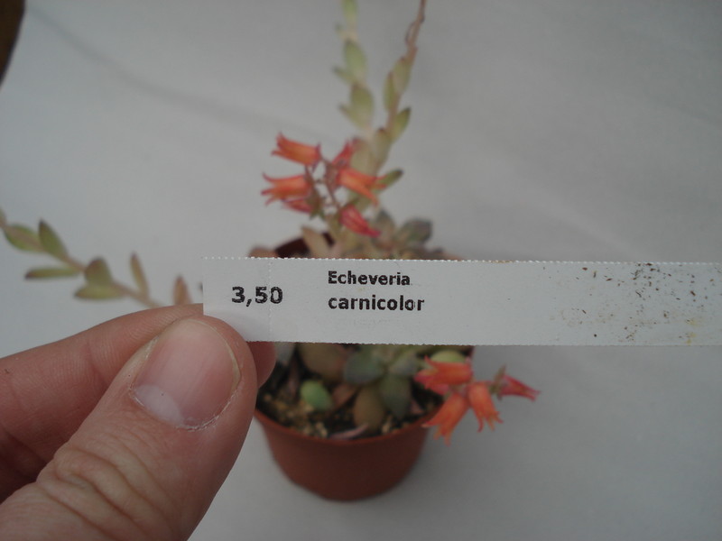 echeveria carnicolor 8282