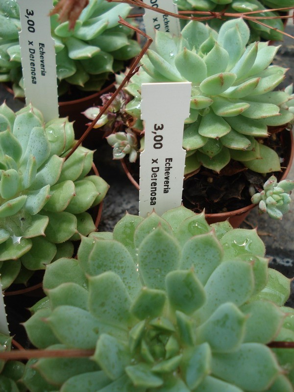 echeveria derenosa 01