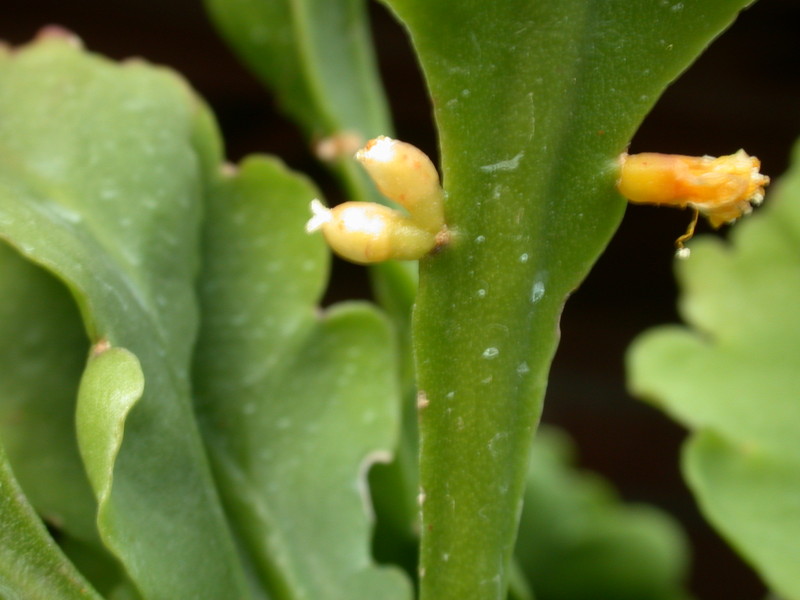 rhipsalis crispimarginata 8937