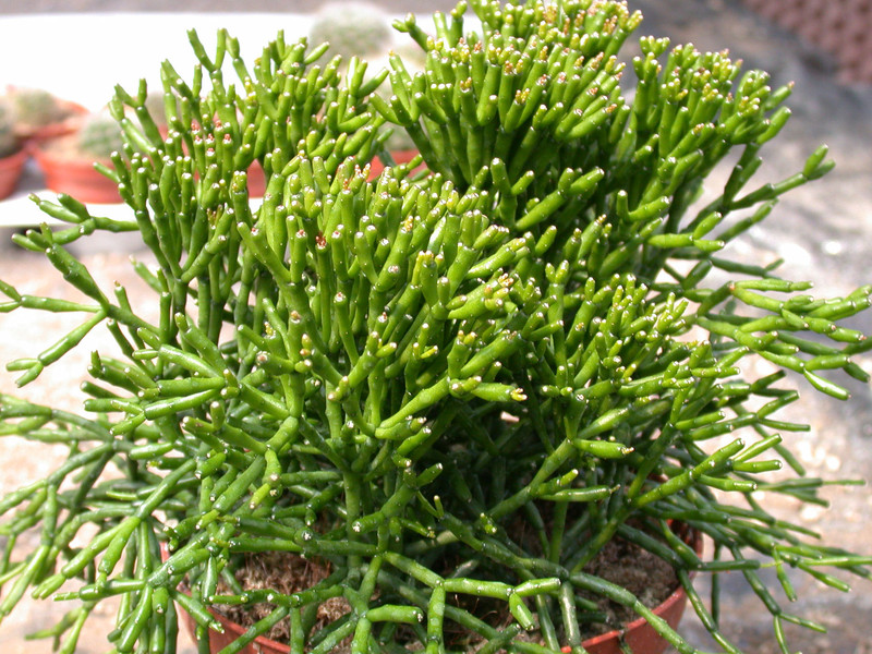 hatiora salicornioides1
