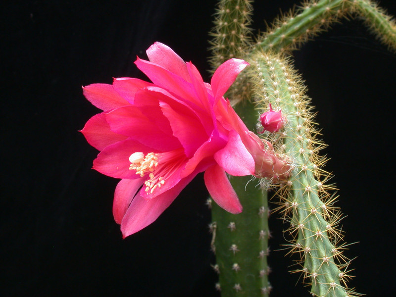 aporocactus hazel 01