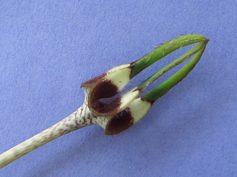 ceropegia radicans radicans 2029