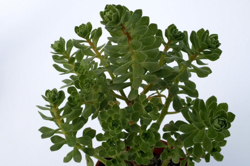 aeonium saundersii 7184
