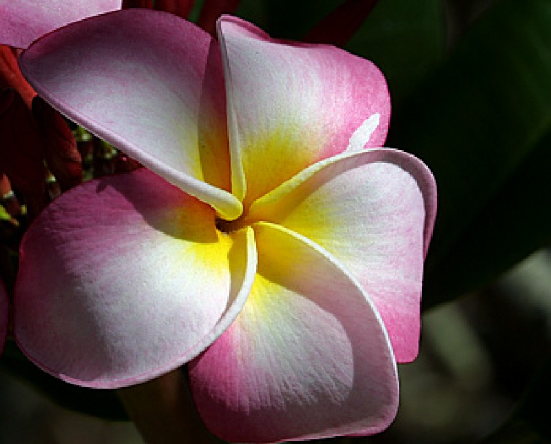 plumeria weiss gelb pink
