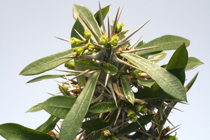 euphorbia analovelonensis 7886