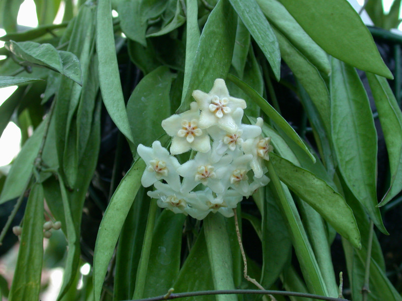 hoya longifolia 8305 02