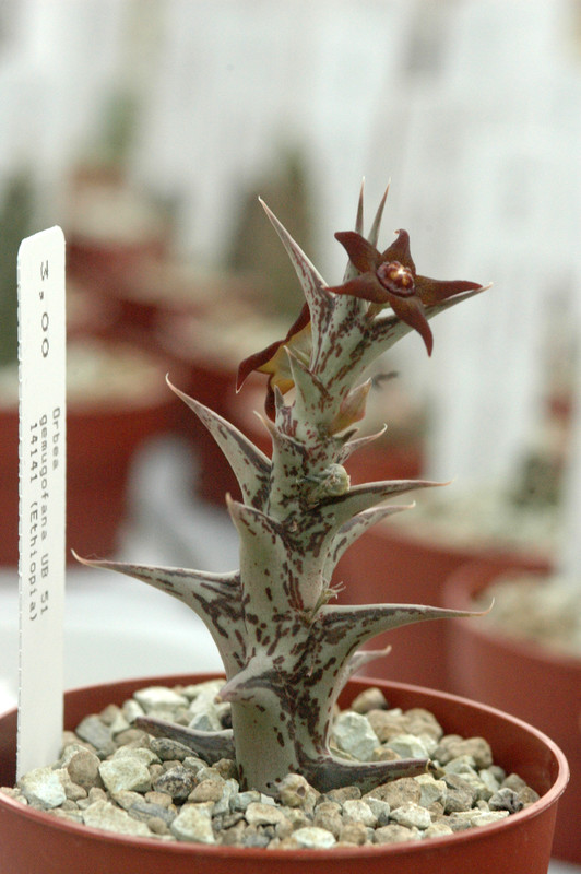 orbea gemugofana ub51 02