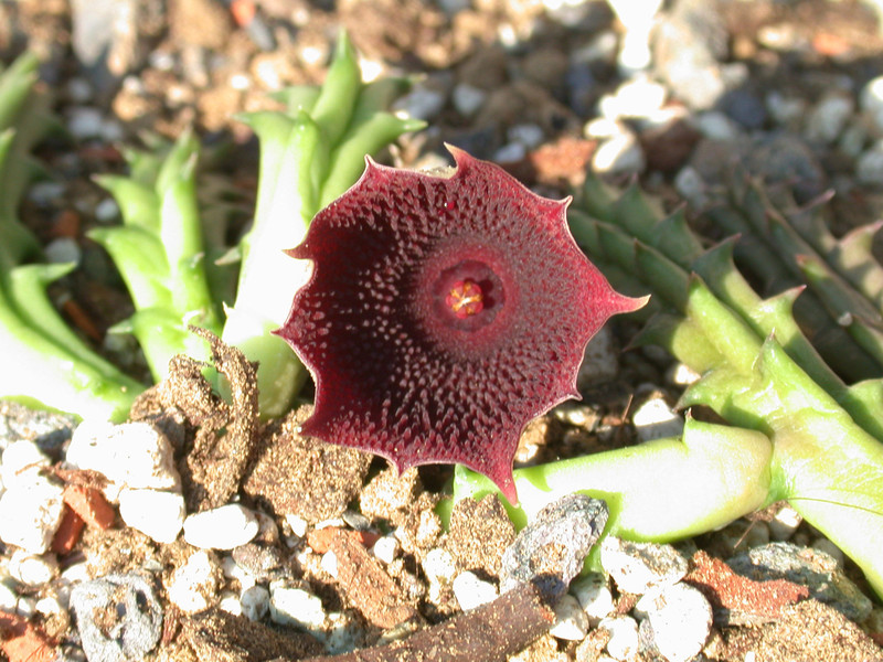 huernia keniensis kleinbl zacher 04