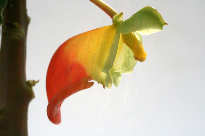 impatiens nimmamensis 0854