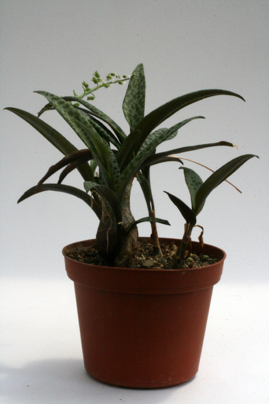 ledebouria socialis 9502