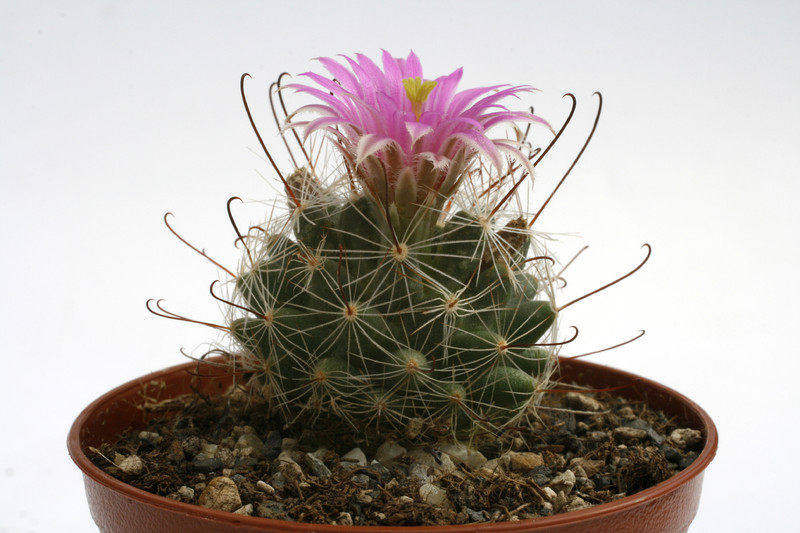 mammillaria mediorosei sb3 0299