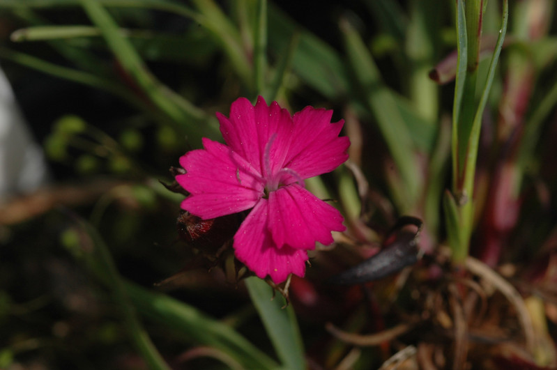 dianthus carthusianorum humilis 02