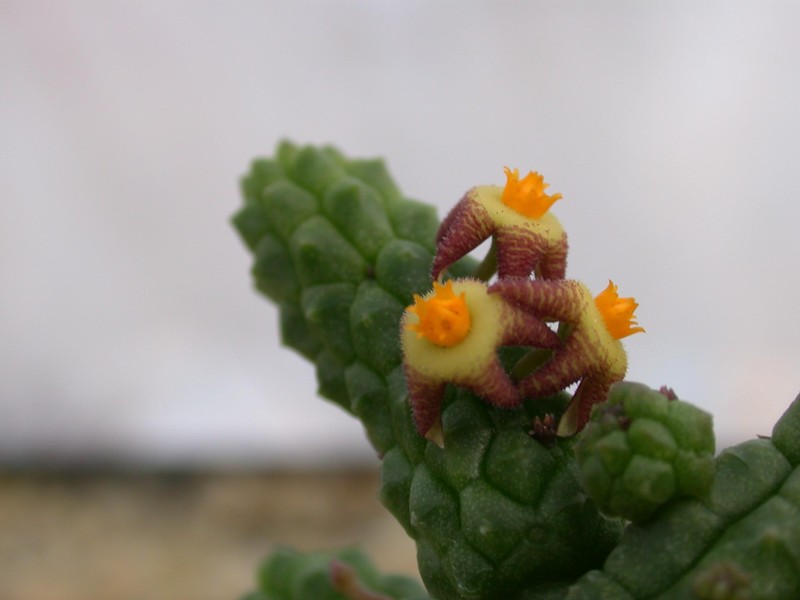 notechidnopsis tessalata bitterfontain1