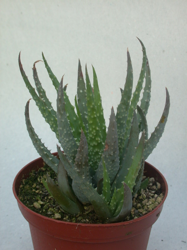 aloe humilis 08