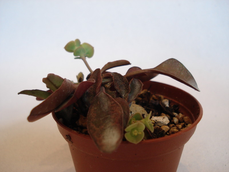euphorbia francoisii 65