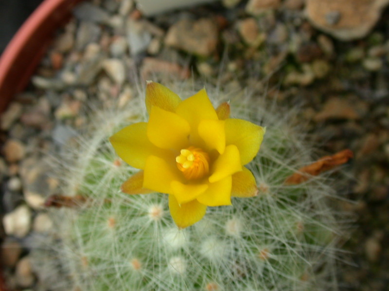 mammillaria baumii 01