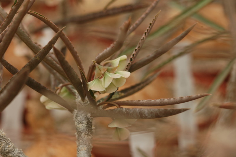 euphorbia suzanae marnierae 1117