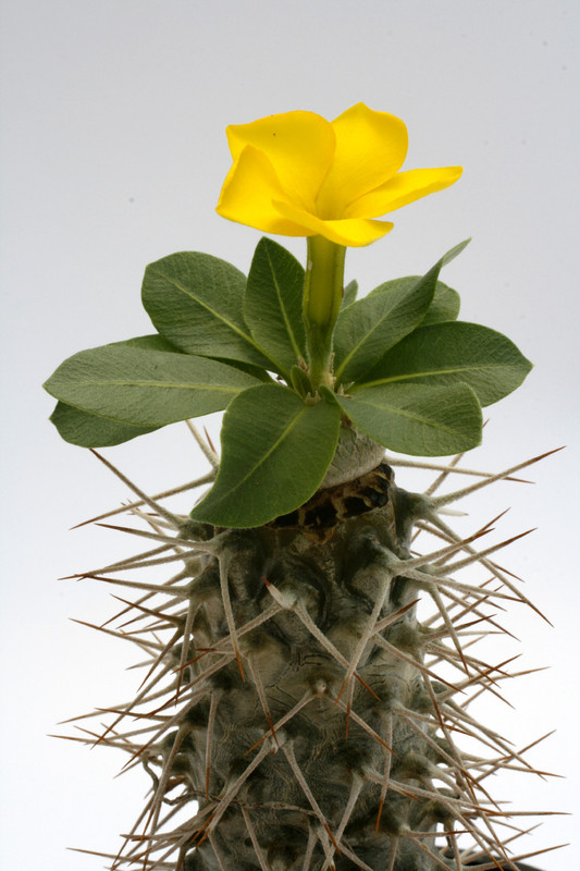 pachypodium brevicaule ve 0563