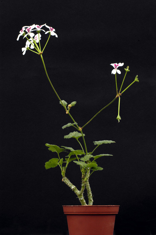 pelargonium echinatum 02
