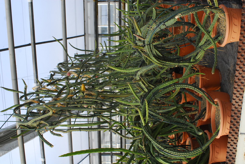 selenicereus grandiflorus koenigin 0010116