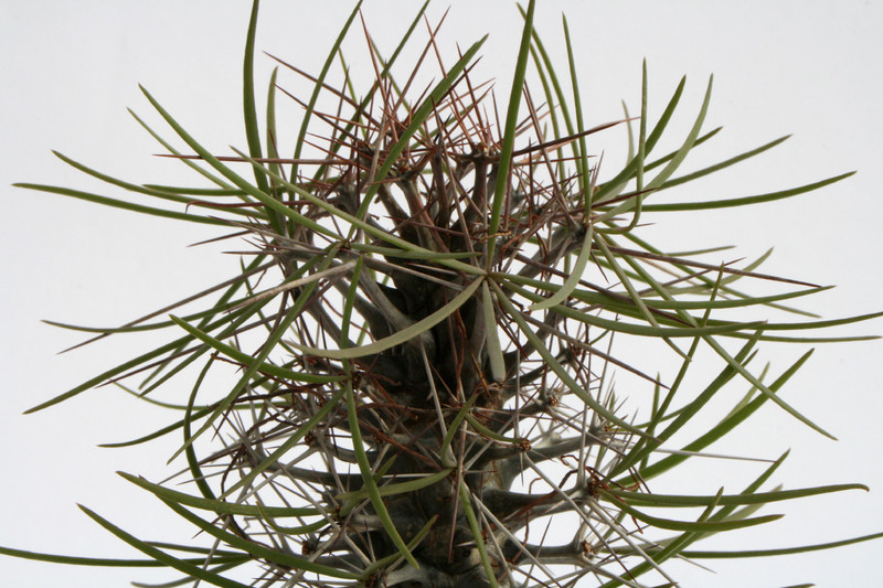 didiera madagascariensis 6833