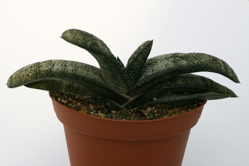 gasteria latesiana 7241