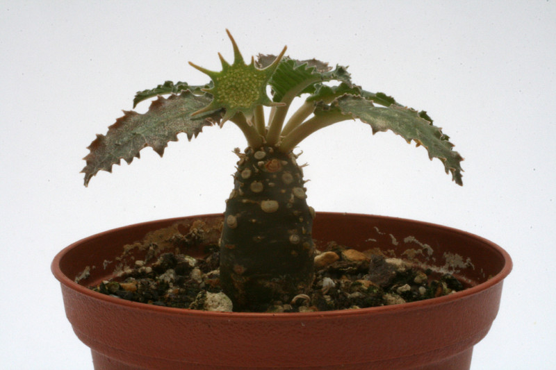 dorstenia crispa 9953